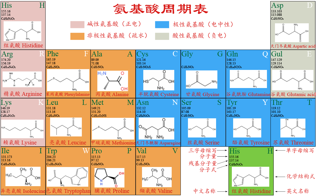 蛋白质基本单位-20种氨基酸及其参与的PTM修饰