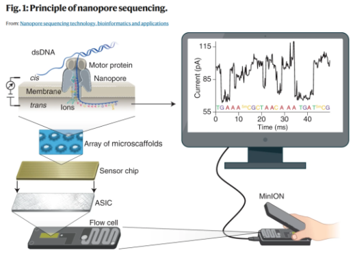 重磅综述：纳米孔测序技术，生信分析及应用
