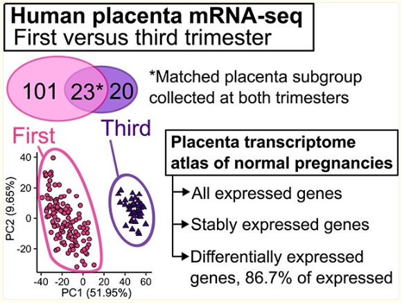 人类胎盘高通量mRNA测序图谱揭示孕早期至孕晚期转录组重塑的巨大变化