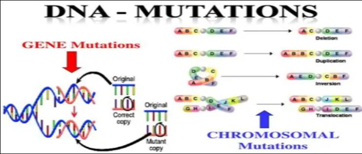 基因突变国际（HGVS）标准表示标准